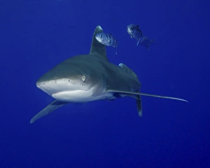 Oceanic whitetip shark swimming with pilot fish Oceanic whitetip shark swimming with pilot fish