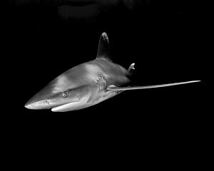 An oceanic whitetip shark taken at Cat Island in the Bahamas An oceanic whitetip shark taken at Cat Island in the Bahamas