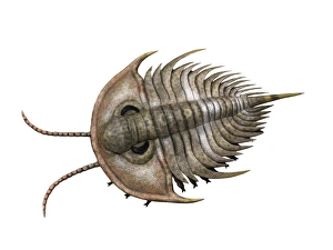 Olenellus is an extinct trilobite from the Cambrian stage Olenellus is an extinct trilobite from the Cambrian stage