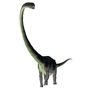 Framed Print : Omeisaurus Front View Dinosaur Print Framed Print : Omeisaurus Front View Dinosaur Print