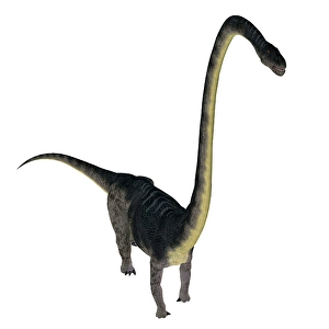 White Background Dinosaur Image Prints: Omeisaurus dinosaur, white background