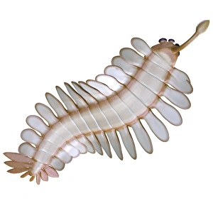 Opabinia regalis from the Middle Cambrian seas Opabinia regalis from the Middle Cambrian seas