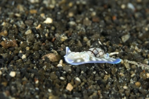 An opisthobranch on volcanic sand, Papua New Guinea An opisthobranch on volcanic sand, Papua New Guinea