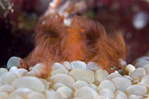 The Orang-utan decorator crab sitting on coral, Solomons The Orang-utan decorator crab sitting on coral, Solomons