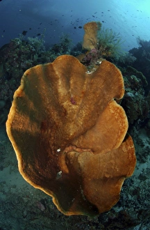 Orange and brown sponge, North Sulawesi, Indonesia Orange and brown sponge, North Sulawesi, Indonesia