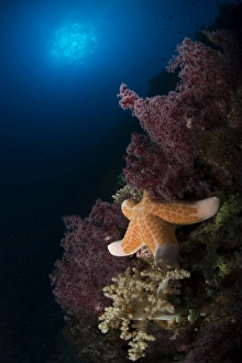 Orange sea star over reddish and beige soft coral Orange sea star over reddish and beige soft coral