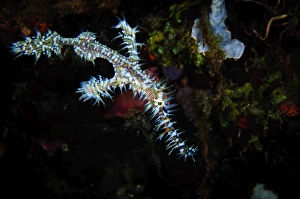 An ornate ghostpipefish against a reef in West Papua, Indonesia An ornate ghostpipefish against a reef in West Papua, Indonesia