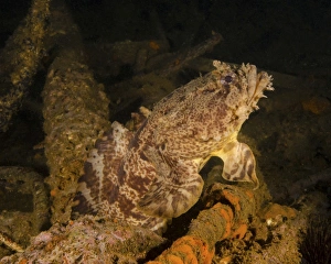 An oyster toadfish sitting inside the USS Indra shipwreck An oyster toadfish sitting inside the USS Indra shipwreck