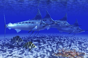 A pack of Blue Marlin swimming with two Siamese Tigerfish A pack of Blue Marlin swimming with two Siamese Tigerfish