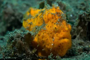 Underwater Sea Life Images Prints: Painted frogfish, Lembeh Strait