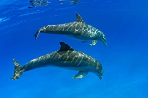 Tursiops Truncatus Species Prints: A pair of Atlantic bottlenose dolphins
