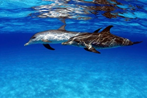 Bahamas Wildlife Prints: A pair of Atlantic spotted dolphins