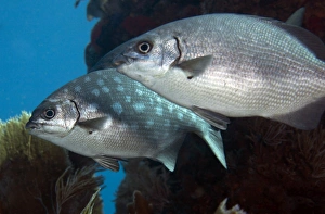 A pair of Bermuda Sea Chubs, Key Largo, Florida A pair of Bermuda Sea Chubs, Key Largo, Florida