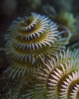 A pair of Christmas tree worms in Cozumel, Mexico A pair of Christmas tree worms in Cozumel, Mexico
