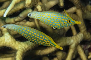 Comet Fish Print, Australian Waters