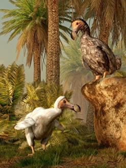 A pair of Dodo birds play a game of hide-and-seek A pair of Dodo birds play a game of hide-and-seek