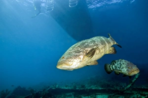 A pair of Goliath Groupers off the coast of Key Largo, Florida A pair of Goliath Groupers off the coast of Key Largo, Florida