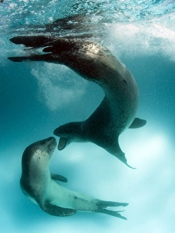 Prints of A rare image of a pair of leopard seals interacting (Hydrurga leptonyx), Astrolabe Island, Antarctica Leopard Seal Prints: Leopard Seals Interacting Print, Astrolabe Island, Antarctica