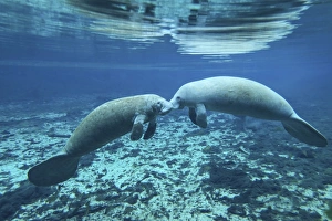 A pair of manatees appear to be greeting each other, Fanning Springs, Florida A pair of manatees appear to be greeting each other, Fanning Springs, Florida