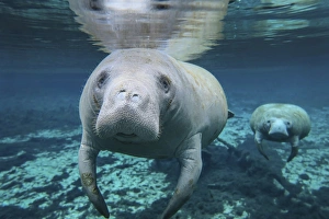 A pair of manatees swimming in Fanning Springs State Park, Florida A pair of manatees swimming in Fanning Springs State Park, Florida