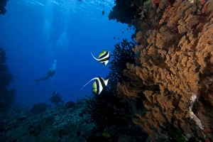 A pair of Moorish idols dart for cover when divers approach A pair of Moorish idols dart for cover when divers approach