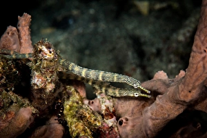 Syngnathidae Family Fish Prints: A pair of network pipefish swimming the reef