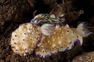Pair of nudibranch sea slugs, Bali, Indonesia Pair of nudibranch sea slugs, Bali, Indonesia
