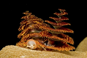Pair of orange and red christmas tree worms on top of hard coral Pair of orange and red christmas tree worms on top of hard coral