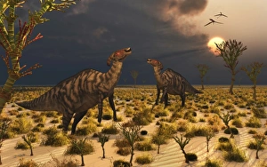 A pair of Parasaurolophus duckbill dinosaurs A pair of Parasaurolophus duckbill dinosaurs