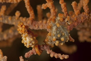 Pair of pregnant yellow bargibanti pygmy seahorse Pair of pregnant yellow bargibanti pygmy seahorse