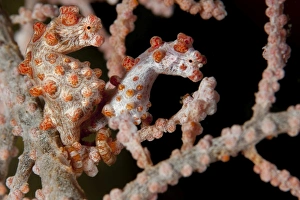 A pair of Pygmy seahorse on sea fan, Lembeh Strait, Indonesia A pair of Pygmy seahorse on sea fan, Lembeh Strait, Indonesia