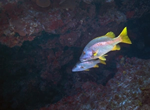 Fish In The Wild Prints: A pair of Schoolmaster fish