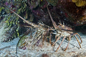 Pair of Spiny Caribbean lobsters under overhang Pair of Spiny Caribbean lobsters under overhang