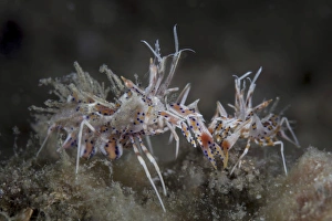 A pair of spiny tiger shrimp crawl on the seafloor A pair of spiny tiger shrimp crawl on the seafloor