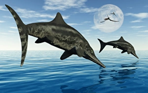 A pair of Stenopterygius ichthyosaurs jumping out of the water A pair of Stenopterygius ichthyosaurs jumping out of the water