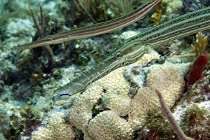 A pair of trumpetfish off the coast of Key Largo, Florida A pair of trumpetfish off the coast of Key Largo, Florida