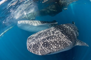 Pair of whale sharks barrelling their way through near the surface Pair of whale sharks barrelling their way through near the surface