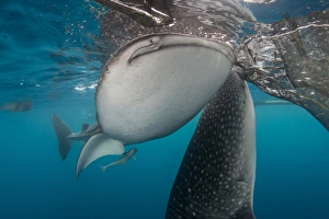 Pair of whale sharks coming up to siphon water from fishing nets near the surface Pair of whale sharks coming up to siphon water from fishing nets near the surface