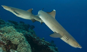 A pair of Whitetip reef sharks, Kimbe Bay, Papua New Guinea A pair of Whitetip reef sharks, Kimbe Bay, Papua New Guinea