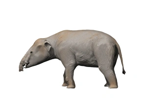 Palaeomastodon is a proboscidian from the Oligocene epoch Palaeomastodon is a proboscidian from the Oligocene epoch