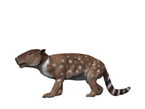 Pantolambda bathmodon is a pantodont from the Paleocene epoch Pantolambda bathmodon is a pantodont from the Paleocene epoch