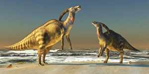 Two Parasaurolophus dinosaurs bellow at each other Two Parasaurolophus dinosaurs bellow at each other