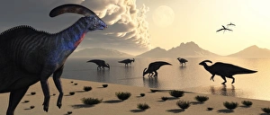 Parasaurolophus dinosaurs gather at a freshwater lake feeding ground Parasaurolophus dinosaurs gather at a freshwater lake feeding ground