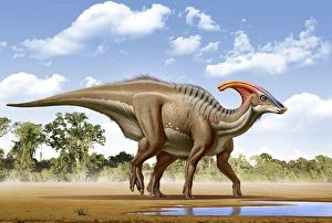 A Parasaurolophus searches for a source of water A Parasaurolophus searches for a source of water