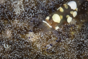 A Peacock-tail Anemone shrimp sits on a host anemone A Peacock-tail Anemone shrimp sits on a host anemone