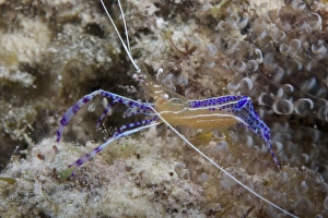 Pederson Shrimp, Bonaire, Caribbean Netherlands Pederson Shrimp, Bonaire, Caribbean Netherlands