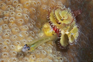 Peppermint Goby and Christmas tree worm on hard coral Peppermint Goby and Christmas tree worm on hard coral