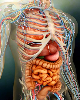 Perspective view of human body, whole organs and bones Perspective view of human body, whole organs and bones