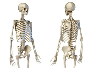 Human Skeleton Anatomy Prints: Front and back perspective views of upper body human skeleton