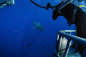 Photographer taking a picture of a great white shark Photographer taking a picture of a great white shark